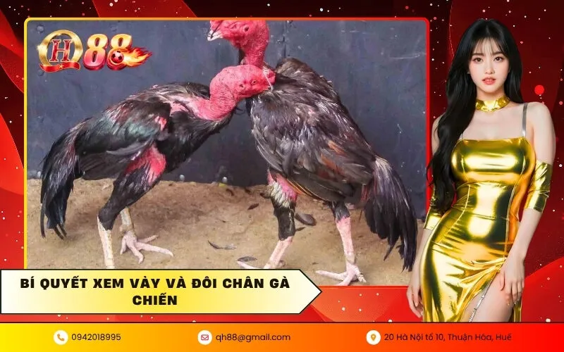 Bí quyết xem vảy và đôi chân gà chiến