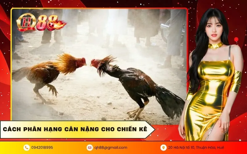 Cách phân hạng cân nặng cho chiến kê