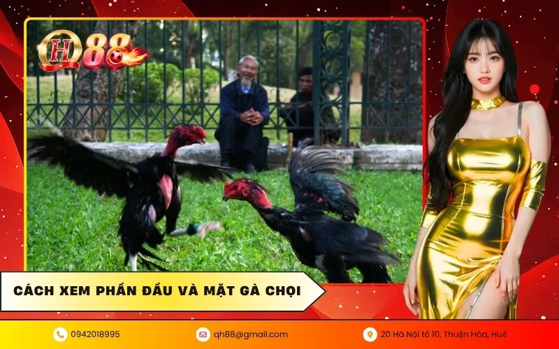 Cách xem phần đầu và mặt gà chọi