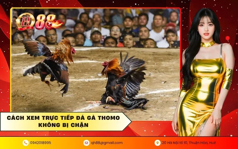 Cách xem trực tiếp đá gà thomo không bị chặn