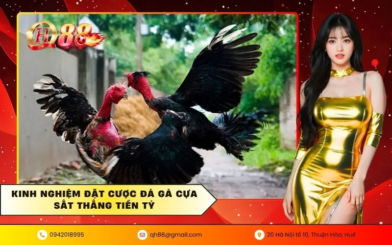 Kinh nghiệm đặt cược đá gà cựa sắt thắng tiền tỷ