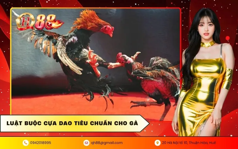 Luật buộc cựa dao tiêu chuẩn cho gà